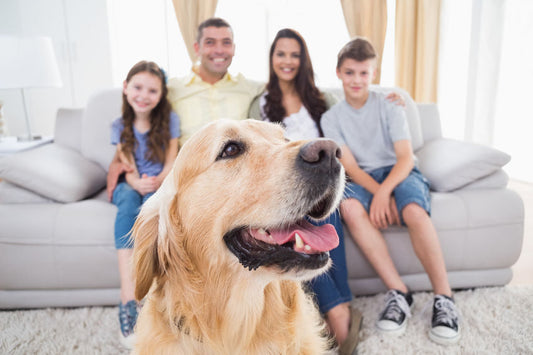 Smart ways to pet-proof your home