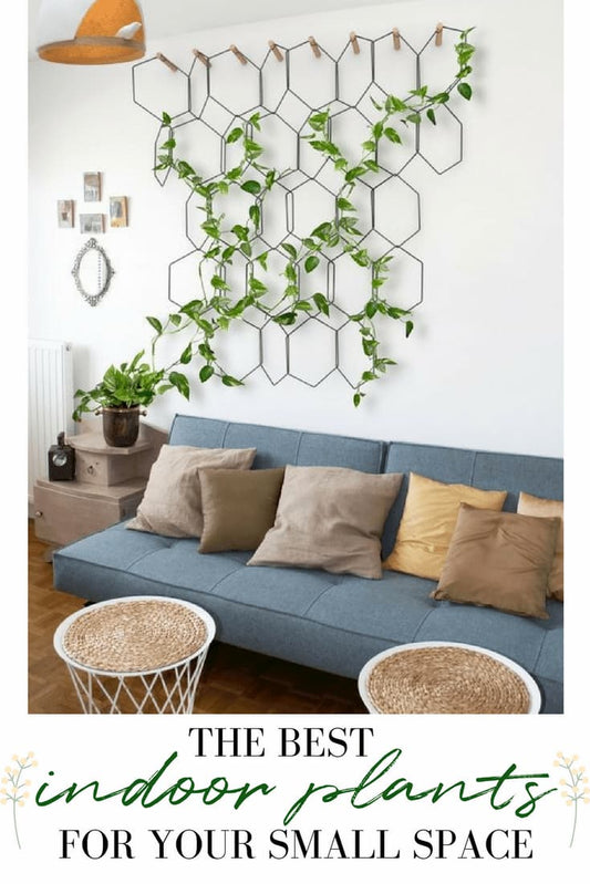 The Best Kinds of Indoor Plants for your Small Space