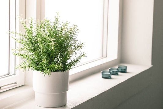 Add Some Life to Your Home with Houseplants