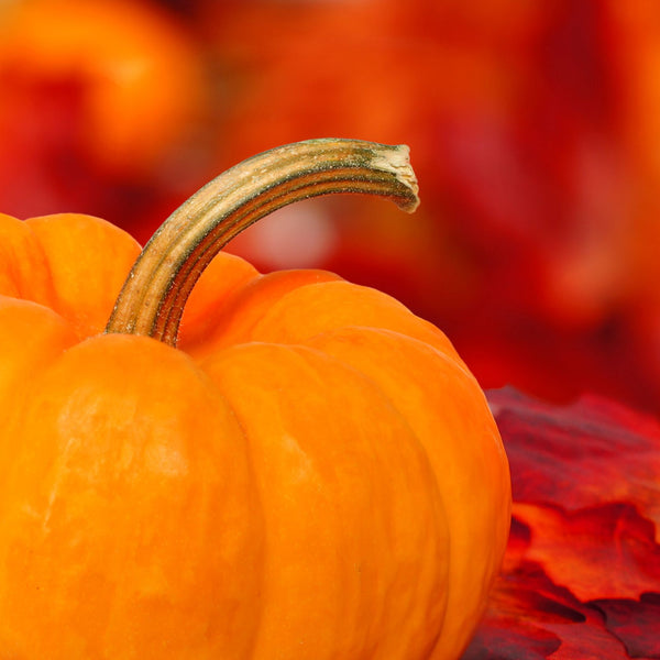Fall Decor Ideas to Get Your Home Ready for the Season
