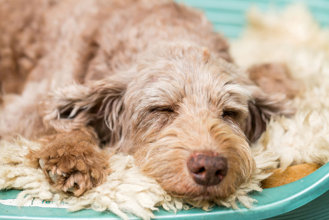How to keep your pets off the furniture